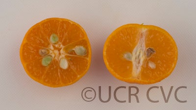 CalashucalamondinhybridCRC2867008