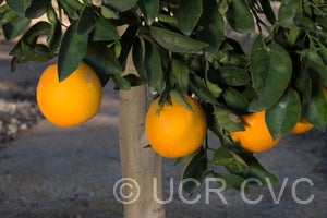 California Rojo Navel Orange crc4201003