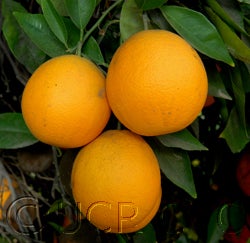 Campbell nucellar Valencia orange crc3032011