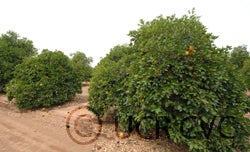 Camulos grapefruit CRC31139001
