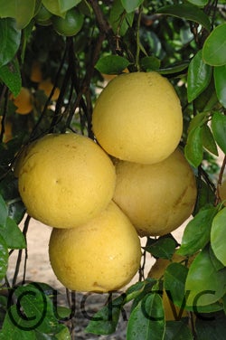 Camulos grapefruit CRC31139002
