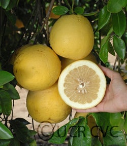 Camulos grapefruit CRC31139003