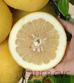 Camulos grapefruit CRC31139004