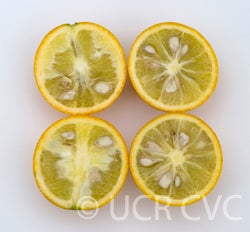 Carrizo citrange trifoliate hybrid CRC2863001