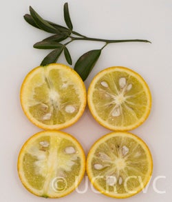 Carrizo citrange trifoliate hybrid CRC2863002