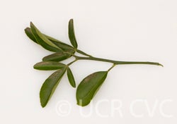 Carrizo citrange trifoliate hybrid CRC2863003