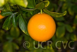 Carrizo citrange trifoliate hybrid CRC2863006