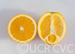 Navel Orange 4 Ea, 오렌지 4과