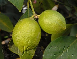 Cascade Eureka lemon CRC 3498046