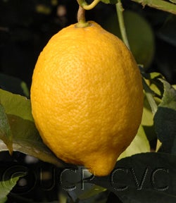 Cascade Eureka lemon CRC 3498005