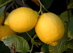 Cascade Eureka lemon CRC 2703008