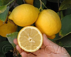 Cascade Eureka lemon CRC 2703013