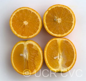 ​​catlin sweet orange CRC3860004