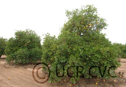 Cecily grapefruit CRC 2014001