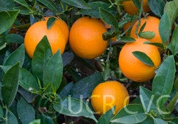 Ceridwen navel orange CRC4065002