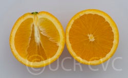 Ceridwen navel orange CRC4065003