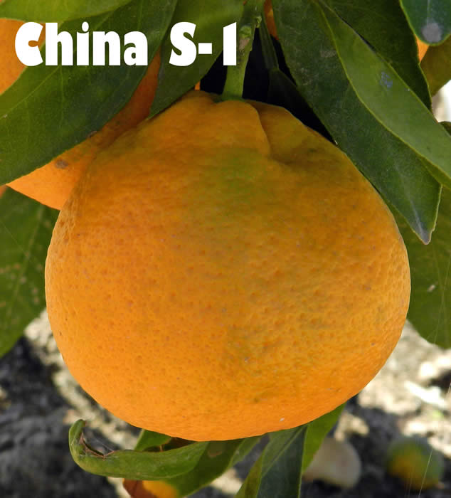 China S-1 Satsuma mandarin CRC4158002