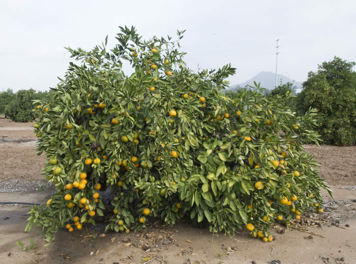 China S-2 Satsuma mandarin CRC4060002