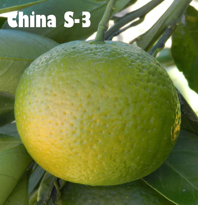 China S-3 Satsuma mandarin CRC4115001