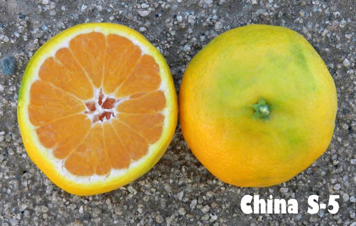 China S-5 Satsuma mandarin CRC4153002