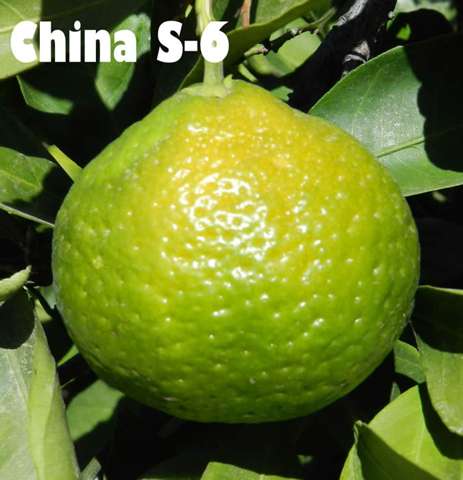 China S-6 Satsuma mandarin CRC4088001