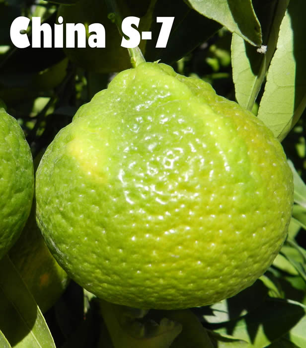 China S-7 Satsuma mandarin CRC4089001