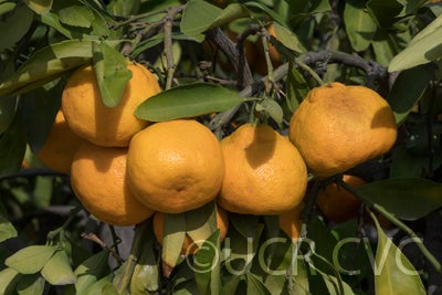 China S-9 Satsuma mandarin crc4061001