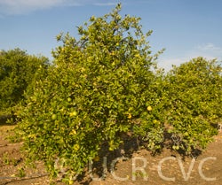 CitrusmacrophyllaCRC3842001