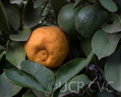 Zadaiadai sour orange CRC3473004