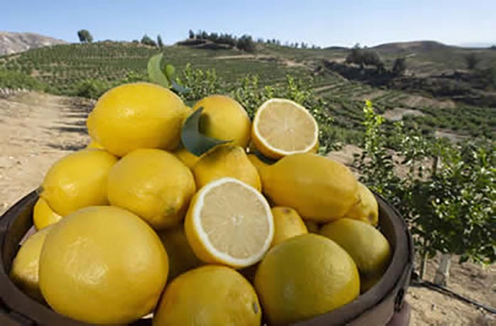 ‘Code 3X97’ seedless lemon