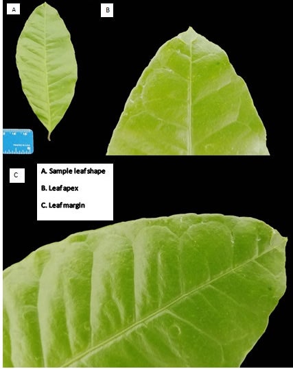 Aeglopsis chevalieri CRC28782002