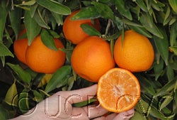Fina clementine CVC 004
