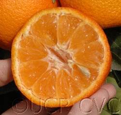 Fina clementine CVC 007