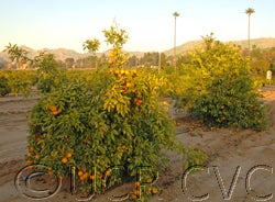 Fraser Seville sour orange grove
