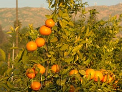 Fraser Seville sour orange fruit on tree