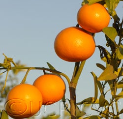 Fraser Seville sour orange fruit on branch