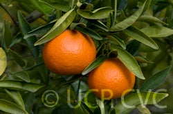 Fremont mandarin fruit on tree
