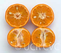 Fremont mandarin sliced open