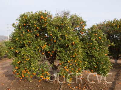 Fremont mandarin tree