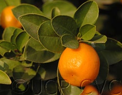 Changshou kumquat CRC3475004