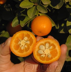 Changshou kumquat CRC3475006