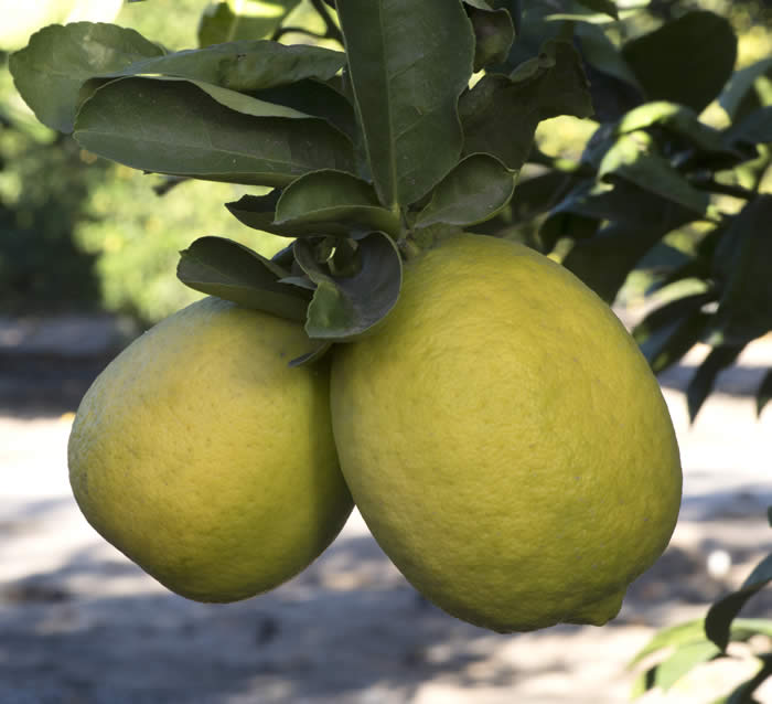 Gul-gul lemon hybrid