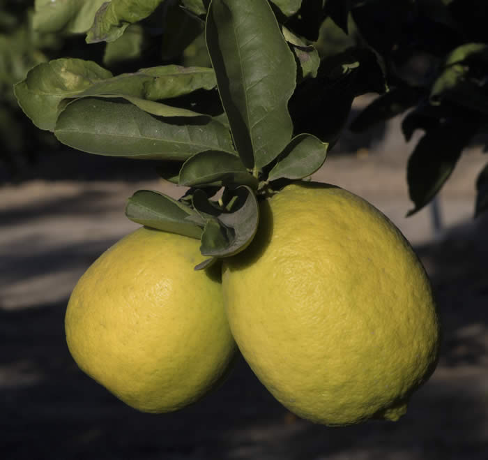 Gul-gul lemon hybrid