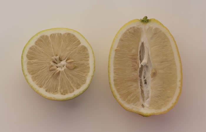 Gul-gul lemon hybrid sliced open