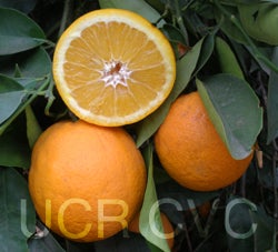 Hamlin sweet orange