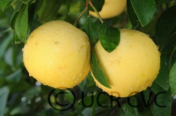 Hall grapefruit cvc004