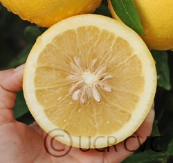 Hall grapefruit cvc007