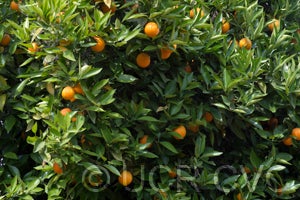 Hamlin sweet orange tree close up