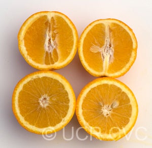 Hamlin sweet orange