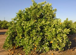 Harward Late Valencia orange tree